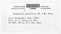 Nummularia glycyrrhiza image